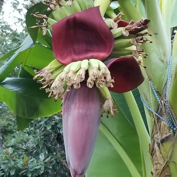 Meet your Posher, King - Picture 1 of 1